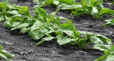 Can I Credit Nitrogen for Unharvested Sugar Beets and Fallow Fields?