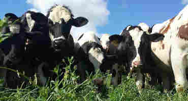 Salmonella Dublin in Dairy Calves