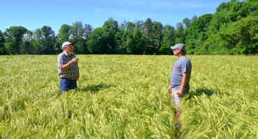 With New Barley Variety, Cornell Leads Way for Brewers