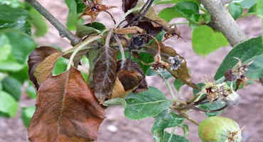 2020 Disease Update: Optimizing Apple Scab and Fire Blight Management