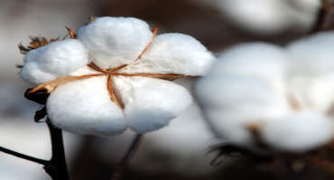 Cotton Prices May Suffer During Pandemic