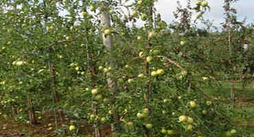 Honeycrisp Apple on G.935 - Cummins Nursery - Fruit Trees, Scions