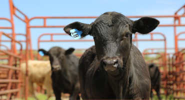 Cattle Industry Feels Effects of COVID-19 Pandemic