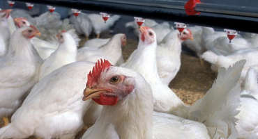 Healthier Chickens, Happier Consumers