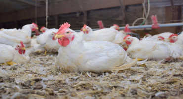 Existing Biosecurity Measures Allow Poultry Industry Operations