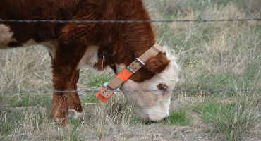 Targeted Grazing to Manage Cheatgrass
