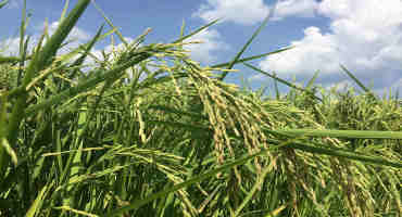 2020 Planned Rice Acreage Increases Year-Over-Year, But Falls Short of Analysts’ Expectations