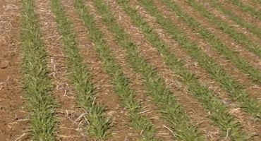 Nitrogen Rate Recommendations for Wheat 2020