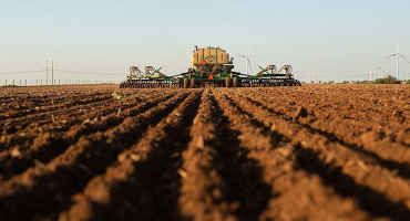 USDA Predicts Slight Decline in U.S. Spring Wheat Planted Area