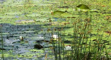 Now is the Time to Address Aquatic Weeds
