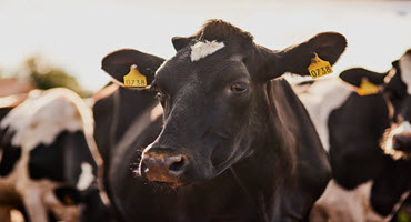 U.S. dairy farmers forced to dump milk
