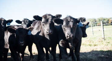 Transitioning Cattle From Pasture to Grain: Avoid Big Changes