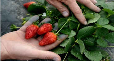 Division of Agriculture to Broadcast Virtual Field Walk for Strawberry Research