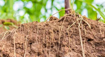 Plants and Soil Microbes