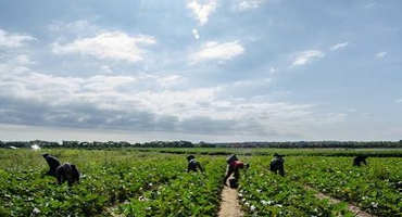 PDA Recommendations for Farm Workers