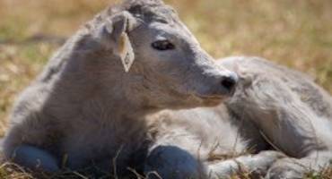 Why Cow-calf Producers Should Record Multiple Births in Their Herds