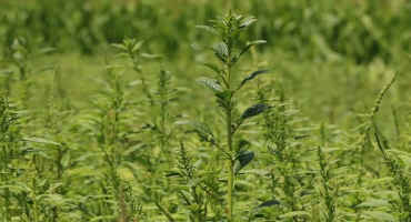 Control Your Weeds to Reduce Production Cost in 2020 and Beyond