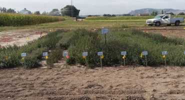 Research Examining Viability of Mint as New Panhandle Crop