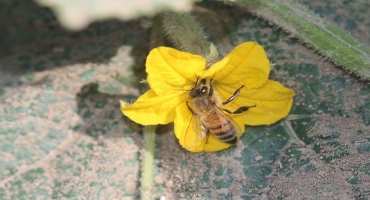 Maximizing Honey Bee Pollination in Pickling Cucumbers