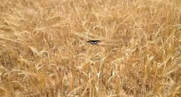 Breeding A Hardier, More Nutritious Wheat