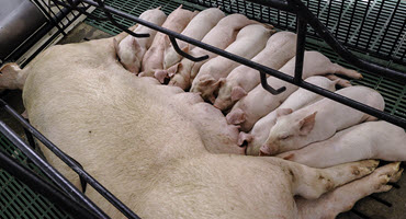Studying intrauterine vaccines for sows 