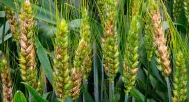 How a Gene from a Grass-living Fungus could Save Wheat Crops Worldwide