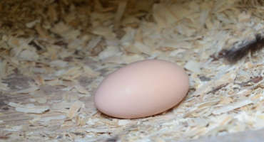 COVID-19 Drives Surge in At-Home Egg Production