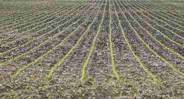 Planting Sweet Corn Based on Growing Degree Days is the Best Way to Assure a Constant Supply