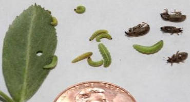 Alfalfa Weevil – It’s Closer Than You Think