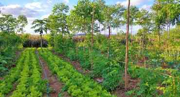 Forest Farming Provides Food And Saves Trees