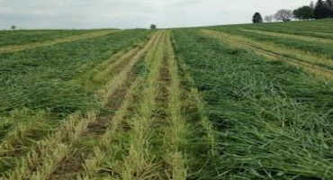 Harvest of Winter Annual Forages is Approaching