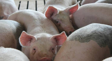 Pork Plant Closures Concern Producers Who Have Nowhere To Send Their Hogs