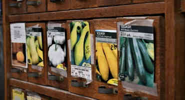 Need for Vegetable Seed Strains Supplies