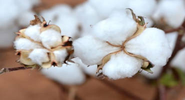 Genomes of Five Cotton Species Unveiled by Texas-Rich Research Team