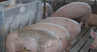 How to slow finishing pigs’ growth rate