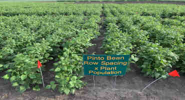 Dry Beans Respond to Row Spacing and Plant Population