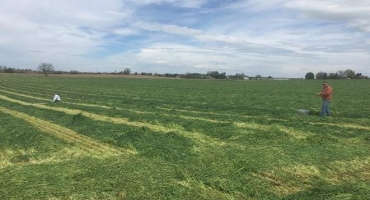 Herbicide Management Considerations for Ryelage