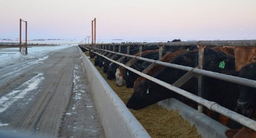Beef Cattle Spacing Requirements