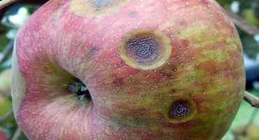 Apple Disease Control: Bloom Through Petal Fall