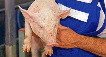 Cdn. pork industry calls for support