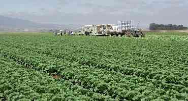 Why are Farmers Destroying Crops while Store Shelves are Empty?