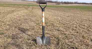 Evaluate Alfalfa Stands this Spring