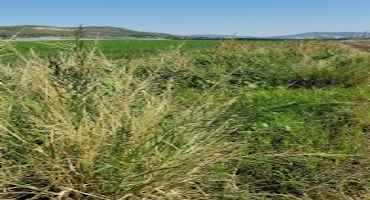 New Research Explores the Impact of Cover Crop Residues on Weed Control