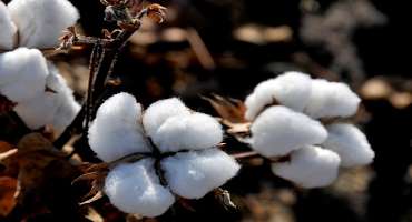 COVID-19 Trips up Apparel, Textile Sales, Effects Ripple into Cotton Market