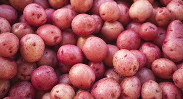 Prairie potato industry facing upset 