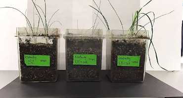 Scientists use Bacteria to Help Plants Grow in Salty Soil