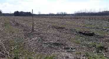 Time for Replanting Old, Disease and Blueberry Stem Gall Wasp Infested Blueberry Fields