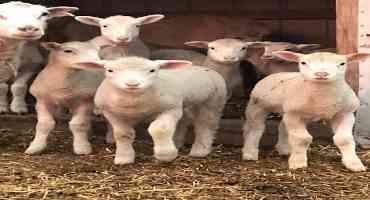 Sheep Producers Need to Keep Marketing Options Open