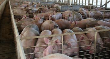 Pork plant reveals partial reopening plan