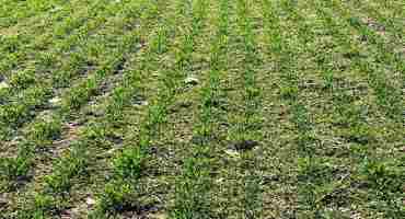 Weed Control in Winter Wheat: What do I Need to Consider?